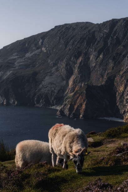 istock Sheep on Slieve League Cliffs, Donegal, Ireland 1434500942