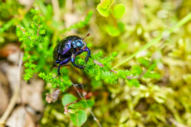 Dor beetle, species of earth-boring dung beetle, Anoplotrupes stercorosus, crawled on a blade of grass, selective focus
