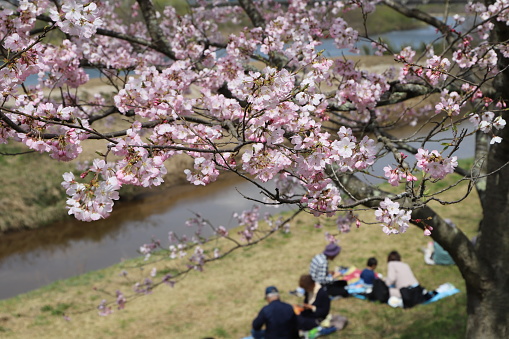 Cherry trees on the Hiikawa River in Sakura season with food and drink stalls in Unnan City, Shimane, Japan.