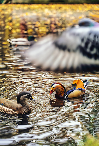 The truly impressive plumage of a male Mandarin duck, seen in a duckpond, with other birds