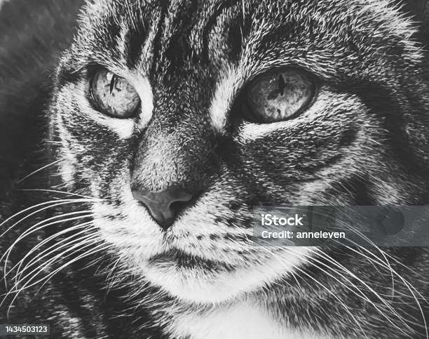Angry Pet Funny Portrait Cute Cat Human Eyes Expressive Different Stock  Photo by ©vova130555@gmail.com 607160664