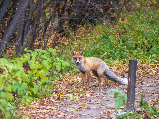 istock The red fox Vulpes vulpes walks along a path in the forest. 1434503309