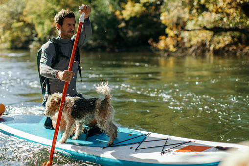 One mature man wearing wetsuit and paddling on paddleboard on beautiful river at autumn. Dog is standing on front part of his SUP board. Beautiful sunny day