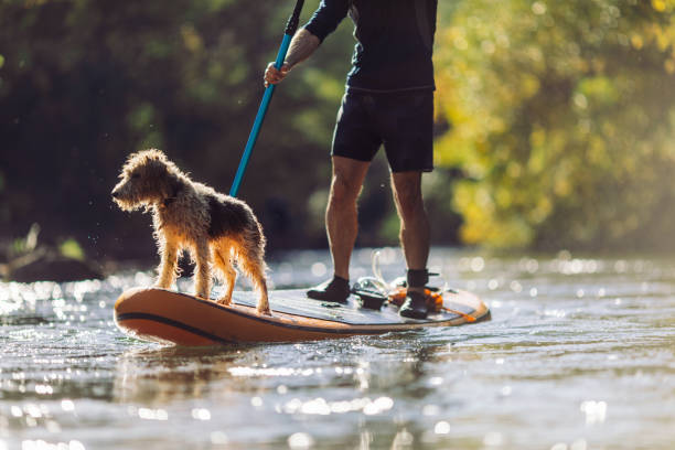 mann erkundet den fluss mit seinem hund auf dem sup-paddleboard - paddelbrett stock-fotos und bilder