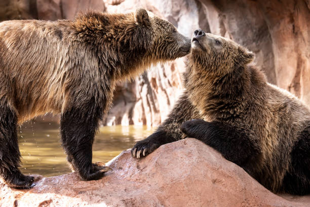 istock Black Bears at Bearizona 1434503689