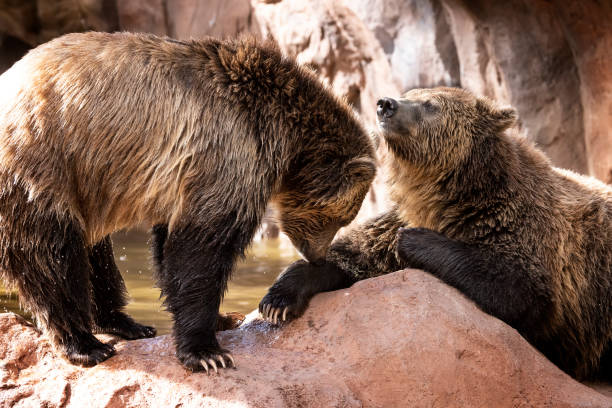 istock Black Bears at Bearizona 1434503830