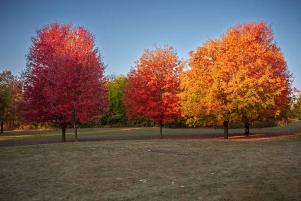 Vibrant colored trees stock photo