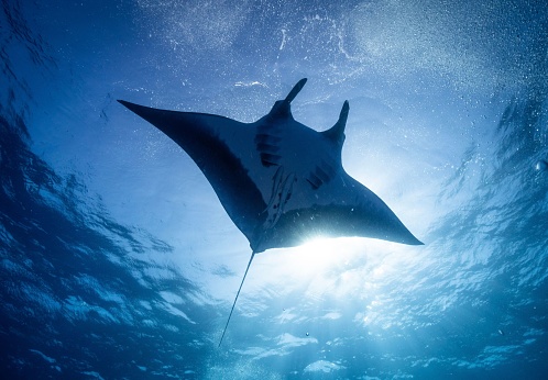 A low angle shot of a Manta ray fish in the clear sea under the bright sunlight
