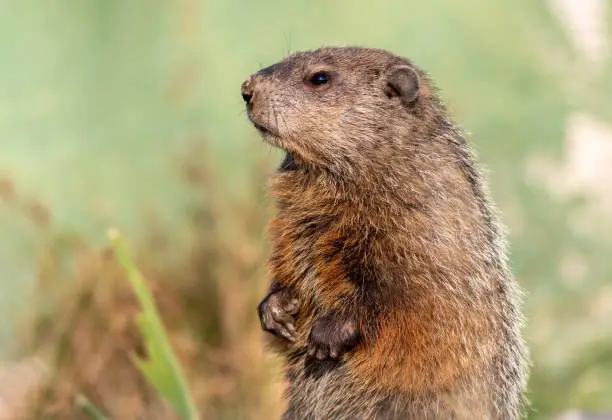 Groundhog, marmota monax, closeup standing with soft green background copy space