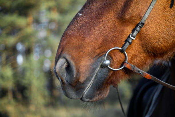 pferdenase hautnah vor dem hintergrund eines grünen waldes - veterinary medicine flash stock-fotos und bilder