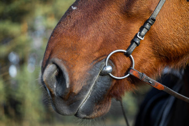 pferdenase hautnah vor dem hintergrund eines grünen waldes - veterinary medicine flash stock-fotos und bilder