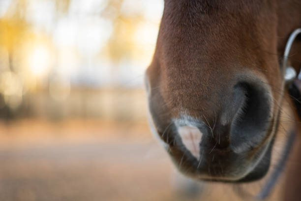 nahaufnahme der pferdenase vor dem hintergrund gelber bäume - veterinary medicine flash stock-fotos und bilder