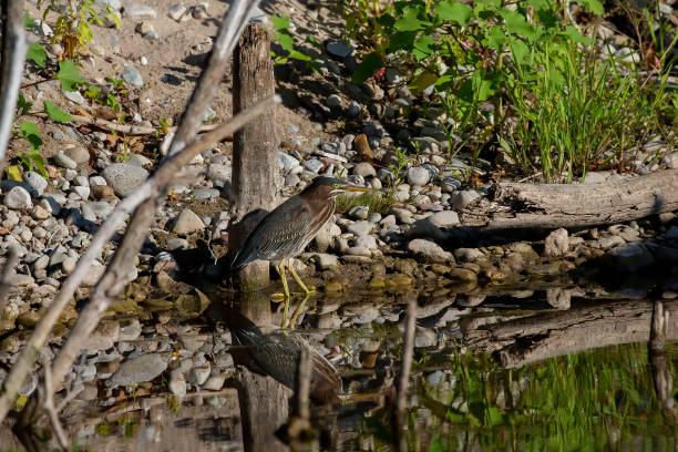 istock The young Green heron (Butorides virescens) 1434509136