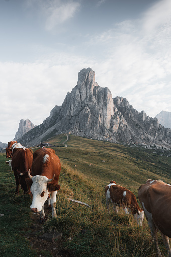 Alpine Cows in mountains, Passo Giau, Dolomites, Italian Alps, Italy