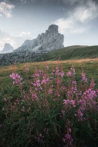 Flowers at Passo Giau, Dolomites, Italian Alps, Italy