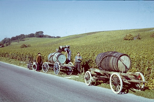 North Rhine Westphalia, Germany, 1964. Vineyard harvest in western Germany. Also: winegrower with helpers, carts with large wooden barrels.