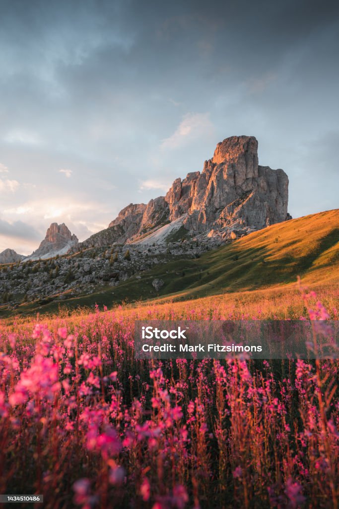 Flowers at Passo Giau, Dolomites, Italian Alps, Italy Flower Stock Photo