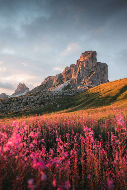 Flowers at Passo Giau, Dolomites, Italian Alps, Italy Flowers at Passo Giau, Dolomites, Italian Alps, Italy snow flowers stock pictures, royalty-free photos & images