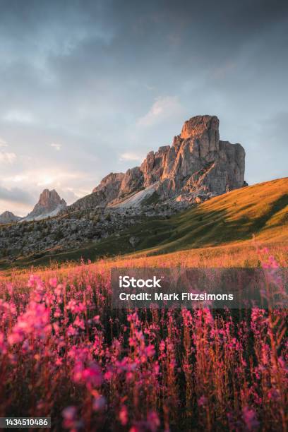 Flowers At Passo Giau Dolomites Italian Alps Italy Stock Photo - Download Image Now