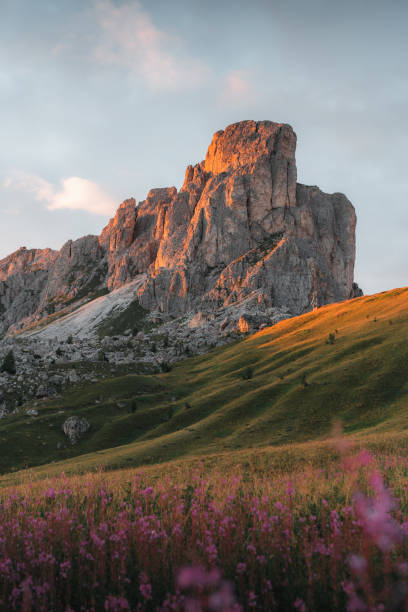 パッソ ジャウの花、ドロミテ、イタリア アルプス、イタリア - spring organization nature field ストックフォトと画像