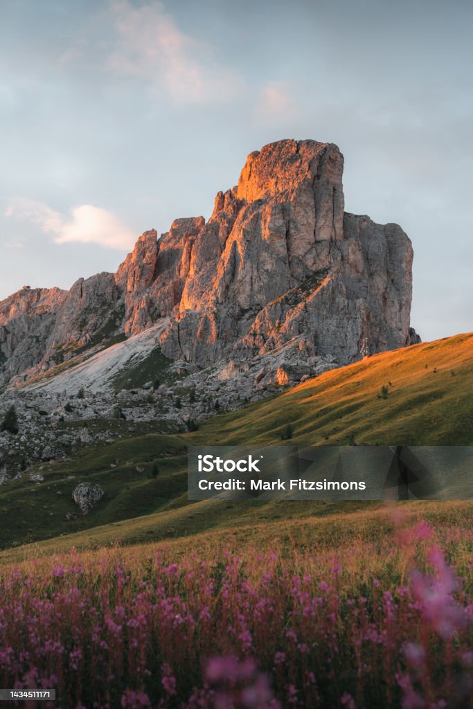 Flowers at Passo Giau, Dolomites, Italian Alps, Italy Sunrise - Dawn Stock Photo
