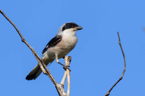 istock Lesser Grey Shrike, Lanius minor. In the wild 1434511451
