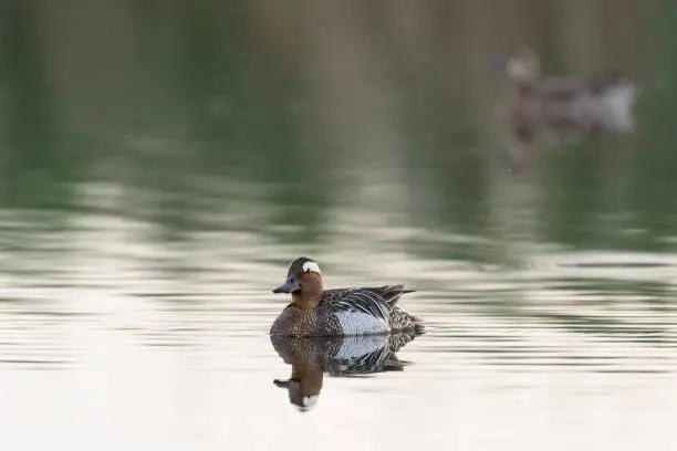 The garganey Spatula querquedula on the water.