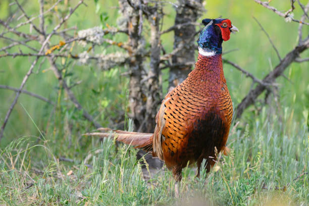 istock Ringneck Pheasant, Phasianus colchicus in the habitat 1434511573