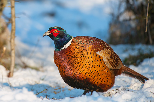 Male Common Pheasant Phasianus colchicus in the wild. Bird in winter in the forest.