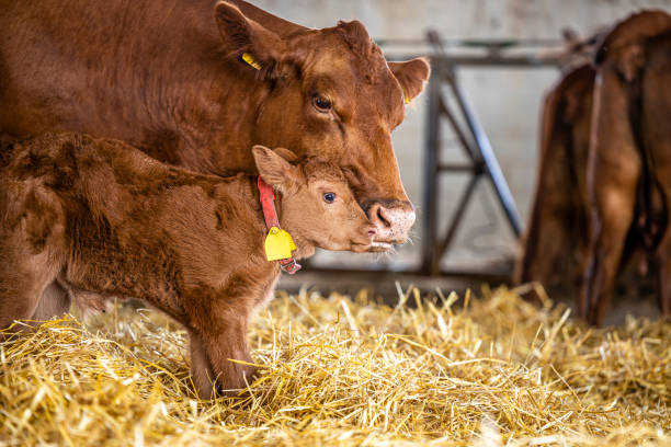 bezerro e vaca em pé um ao lado do outro dentro da fazenda de gado. - calf newborn animal cattle farm - fotografias e filmes do acervo