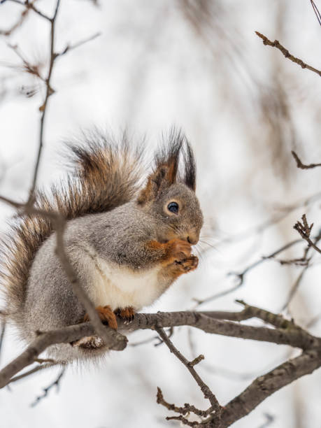 istock The squirrel with nut sits on tree in the winter or late autumn. 1434513807