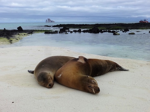 Sea lions at Cerro Brujo beach and Kicker rock in San Cristobal island. Galapagos islands