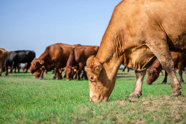 vaches mangeant de l’herbe par une journée ensoleillée avec de beaux paysages. vue rapprochée de vaches en bonne santé paissant à l’extérieur dans le champ. - herbivore photos et images de collection