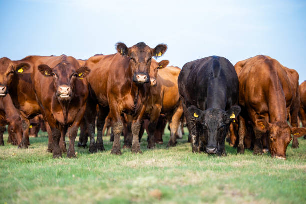 istock Group of cows eating grass on meadow. 1434514565