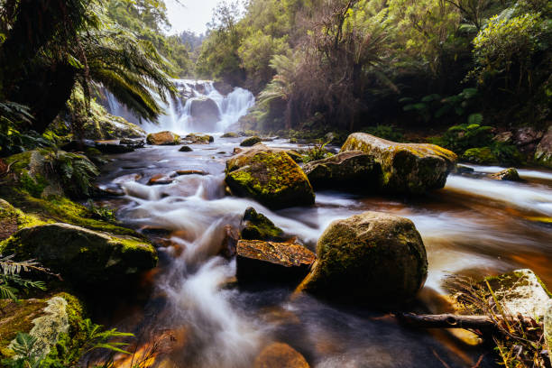 istock Halls Falls in Pyengana Tasmania Australia 1434514630