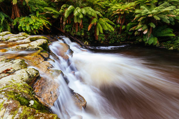 Landscape of the popular Halls Falls with plenty of water on a warm spring day in Pyengana, Tasmania, Australia