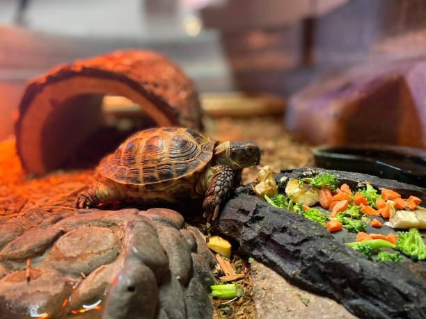 kleine schildkröte frisst karotten und brokkoli aus einer felsigen schüssel in einem terrarium mit rotem licht - pflanzenfressend stock-fotos und bilder