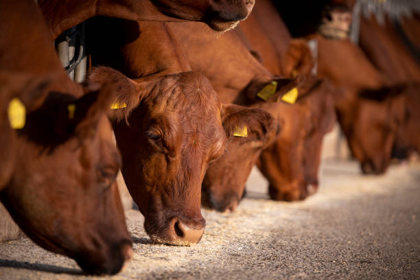 istock Beef cattle eating at the farm. Domestic animals husbandry. 1434515527