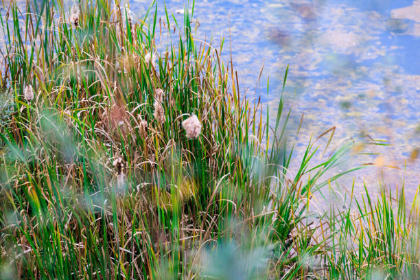 Cat tail plants along wetlands lake