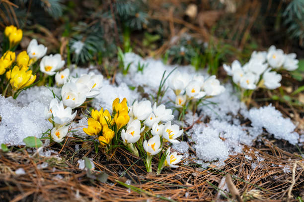 prime primule tenere. crochi in fiore primo piano nella foresta, fiori primaverili nella neve - snow crocus flower spring foto e immagini stock