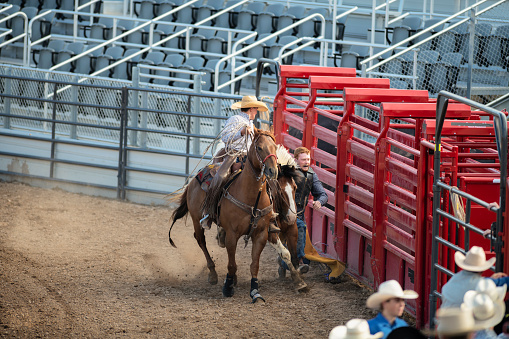 Cowboy helping a fellow competitor during a rodeo session with bronc horses