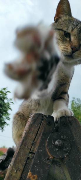 istock Vertical shot of a cat standing on a wooden object while trying to touch the camera 1434518728