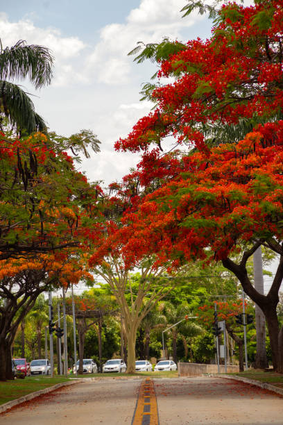 istock Avenida Goias Norte. 1434518883