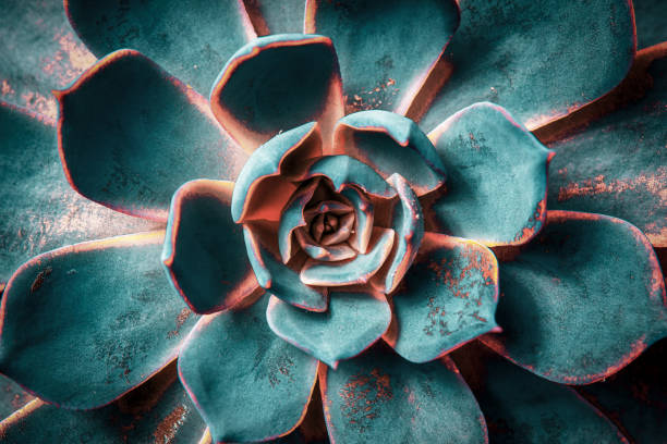 sukulentní kaktusové pozadí. páv echeveria rostlina. detail zelené šťavnaté kaktusové listy textury tapety. - sukulent - stock snímky, obrázky a fotky