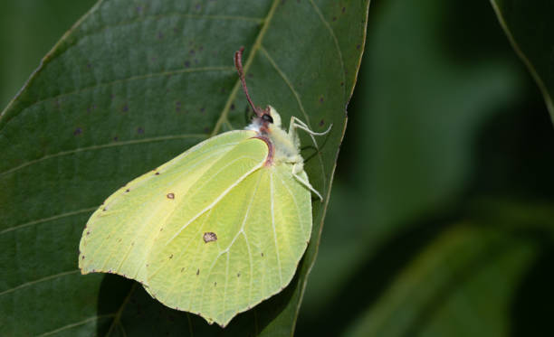 close-up of a yellow butterfly, a brimstone butterfly sitting on a green leaf , in nature. - citronfjäril bildbanksfoton och bilder