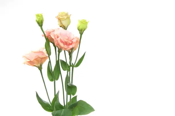 Bouquet of Lisianthus isolated a white background.