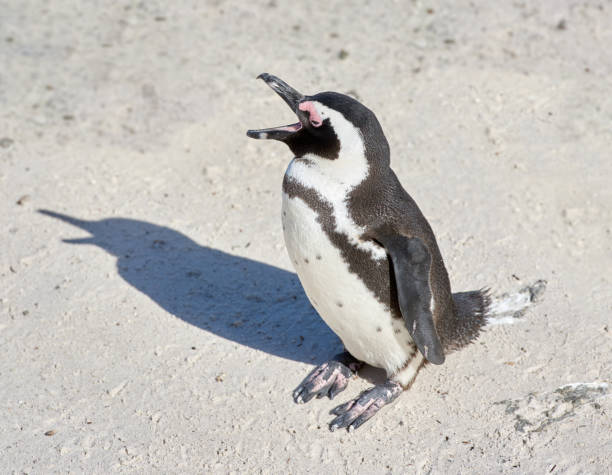 istock Black-footed penguin at Boulders Beach,  South Africa 1434522852
