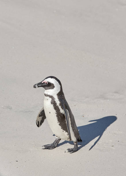 istock Black-footed penguin at Boulders Beach,  South Africa 1434522855
