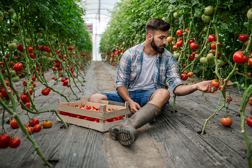 Organic farmer checking his tomatoes in a hothouse