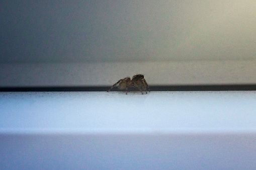 A small jumping spider on a windowsill